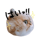 しー太です。②（個別スタンプ：12）