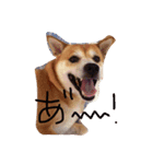 みーぺっと（個別スタンプ：2）
