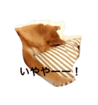 みーぺっと（個別スタンプ：3）