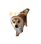 みーぺっと（個別スタンプ：4）