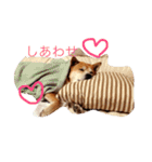 みーぺっと（個別スタンプ：5）