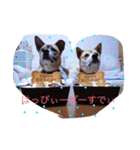 みーぺっと（個別スタンプ：9）