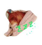 みーぺっと（個別スタンプ：11）