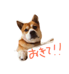 みーぺっと（個別スタンプ：13）
