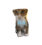 cat row row（個別スタンプ：1）