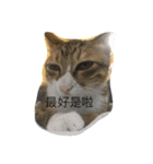 cat row row（個別スタンプ：2）