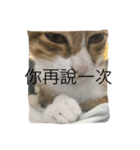 cat row row（個別スタンプ：4）