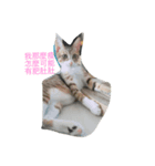 cat row row（個別スタンプ：6）