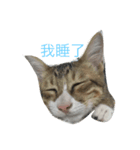 cat row row（個別スタンプ：7）