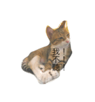 cat row row（個別スタンプ：8）