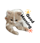 ちーすたんぷ（個別スタンプ：1）