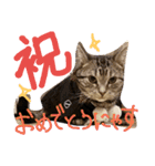 松風＆梅子（個別スタンプ：3）