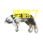 HELLO BOBO（個別スタンプ：1）