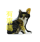 HELLO BOBO（個別スタンプ：2）
