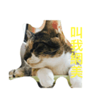 HELLO BOBO（個別スタンプ：5）