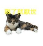 HELLO BOBO（個別スタンプ：7）