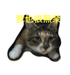 HELLO BOBO（個別スタンプ：8）