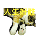 HELLO BOBO（個別スタンプ：11）