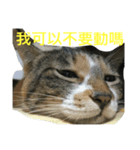 HELLO BOBO（個別スタンプ：13）