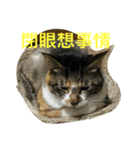 HELLO BOBO（個別スタンプ：15）