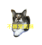 HELLO BOBO（個別スタンプ：16）