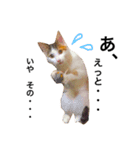 おかっぱピィ（個別スタンプ：10）