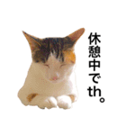 おかっぱピィ（個別スタンプ：12）