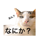 おかっぱピィ（個別スタンプ：30）