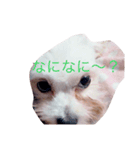 プリンさんの日常（個別スタンプ：1）