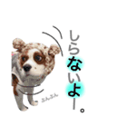 ワンコ実写スタンプ5☆ウィルくん（個別スタンプ：2）