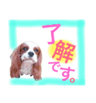 ワンコ実写スタンプ5☆ウィルくん（個別スタンプ：4）