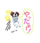 ワンコ実写スタンプ5☆ウィルくん（個別スタンプ：6）