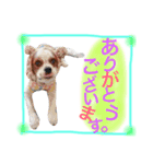 ワンコ実写スタンプ5☆ウィルくん（個別スタンプ：8）