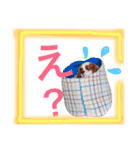 ワンコ実写スタンプ5☆ウィルくん（個別スタンプ：15）