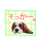 ワンコ実写スタンプ5☆ウィルくん（個別スタンプ：16）