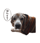 福島アダプトネットワーク看板犬ちくわ（個別スタンプ：1）