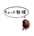福島アダプトネットワーク看板犬ちくわ（個別スタンプ：2）