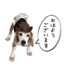 福島アダプトネットワーク看板犬ちくわ（個別スタンプ：3）