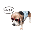福島アダプトネットワーク看板犬ちくわ（個別スタンプ：4）