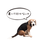 福島アダプトネットワーク看板犬ちくわ（個別スタンプ：5）