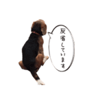 福島アダプトネットワーク看板犬ちくわ（個別スタンプ：6）