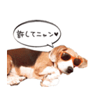福島アダプトネットワーク看板犬ちくわ（個別スタンプ：8）