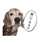 福島アダプトネットワーク看板犬ちくわ（個別スタンプ：9）