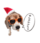 福島アダプトネットワーク看板犬ちくわ（個別スタンプ：10）