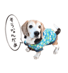 福島アダプトネットワーク看板犬ちくわ（個別スタンプ：11）