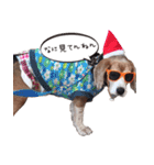 福島アダプトネットワーク看板犬ちくわ（個別スタンプ：12）
