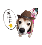 福島アダプトネットワーク看板犬ちくわ（個別スタンプ：13）