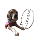 福島アダプトネットワーク看板犬ちくわ（個別スタンプ：14）