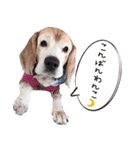 福島アダプトネットワーク看板犬ちくわ（個別スタンプ：15）
