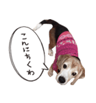 福島アダプトネットワーク看板犬ちくわ（個別スタンプ：16）